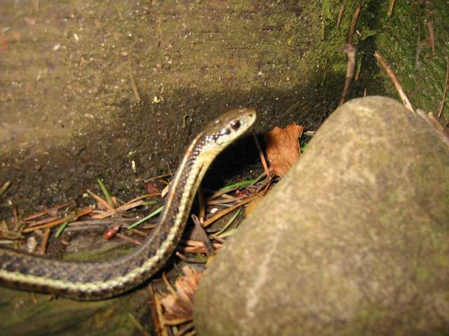 Garder Snake