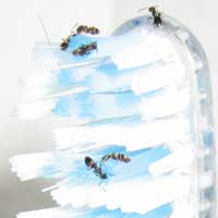 Ants on toothbrush