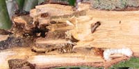 Roundheaded apple tree borer