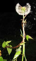 Dandelion v. Bindweed