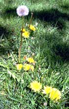 dandelions on parade