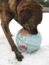 Barley conquers the world