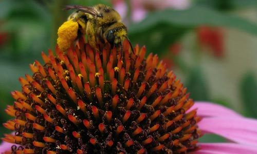 Fatty honey bee