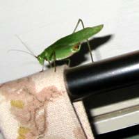 Katydid on the curtain rod