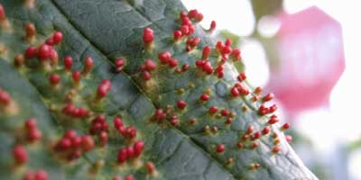 Leaf warts