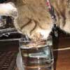 tigger drinking water