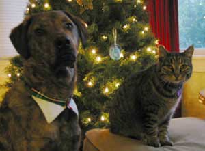 Tigger and Barley for Christmas