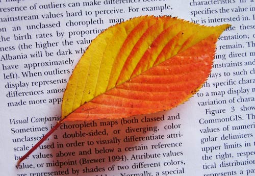 Plum Leaf on Andrienko