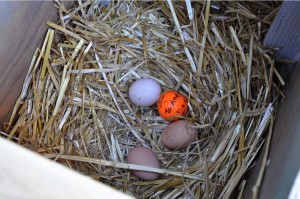 Three fresh eggs and a decoy