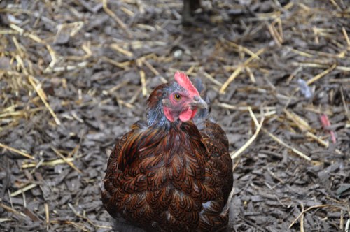 Layla molting