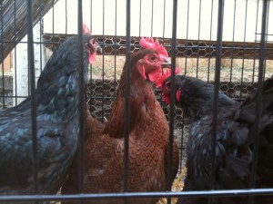 Hens in a pen