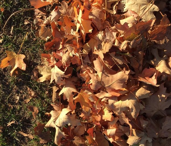 Tweet: First time I’ve ever raked leaves that crackled wi…