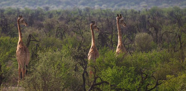 Tweet: You heard that too? #giraffes https://t.co/n6rq5R9…