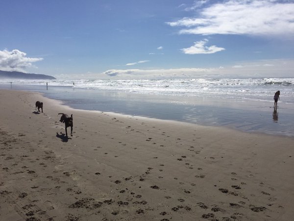 Tweet: Kona made friends with another Kona at the beach….