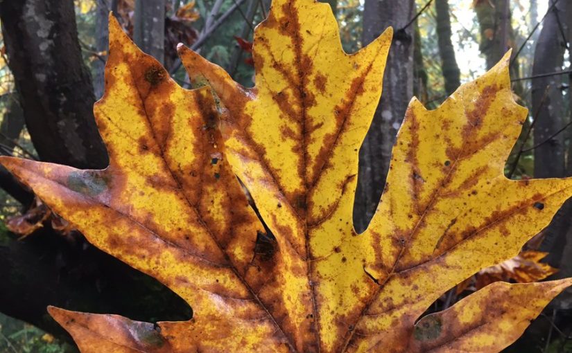 Tweet: A bigly maple. https://t.co/b0Q0WTkgbm