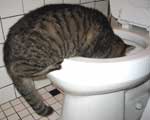 Tigger drinking from the toilet