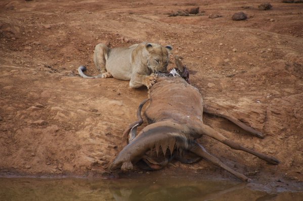Tweet: Lioness lunches on kudu. #before https://t.co/pxzT…