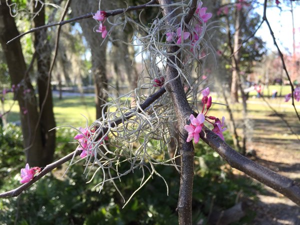 Tweet: Spring and Spanish moss. https://t.co/FE9dos9BNB