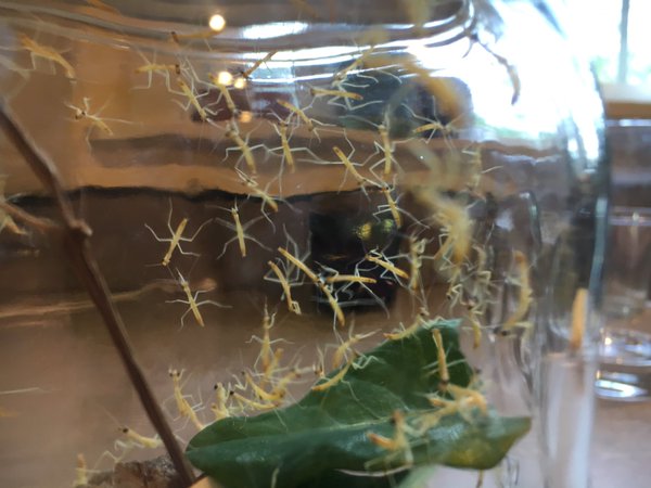 Tweet: The mantises have hatched. https://t.co/GVQrQDSRul